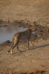 guépard safari afrique