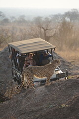guépard safari afrique © Elo Voyage