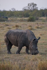 rhinocéros afrique