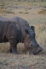 rhinocéros afrique