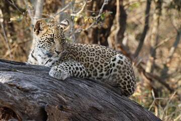 Naklejka na ściany i meble léopard safari afrique
