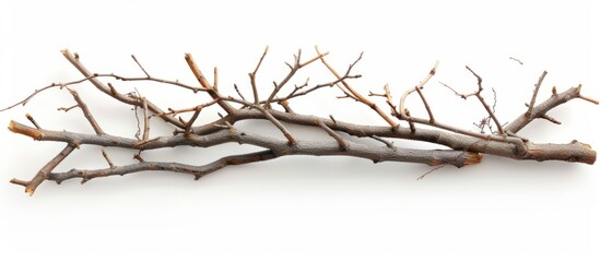 Composition of Natural, Old Twigs Isolated on White Background