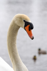 portrait of a swan on the water