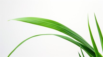 Obraz premium A detailed view of a plant with a white background. Perfect for botanical or nature-themed designs