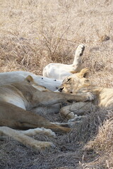 sieste lion safari afrique