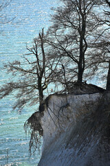 Famous white cliffs in Jasmund National Park - 727817695