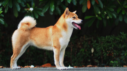 Close-up Portrait of female Shiba inu (dog) in the garden at golden sunset in summer.