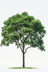 A picture of a single tree with vibrant green leaves on a white background. Ideal for various design projects