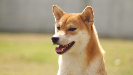 Close-up Portrait of female Shiba inu (dog) in the garden at golden sunset in summer.