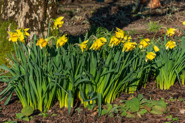 Daffodil (narcissus) 'Early Sensation' a spring flowering plant with a yellow springtime flower, stock photo image