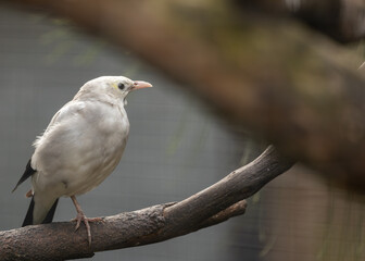 Wattled Starling (Creatophora cinerea) in East Africa