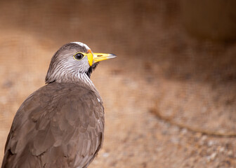 Fototapeta premium Wattled Lapwing (Vanellus senegallus) in Sub-Saharan Africa