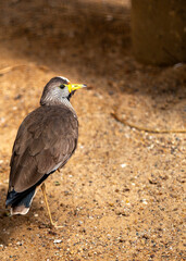 Wattled Lapwing (Vanellus senegallus) in Sub-Saharan Africa