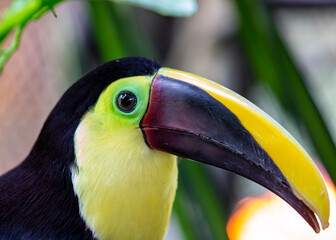 Yellow-throated Toucan (Ramphastos ambiguus) in Central and South America