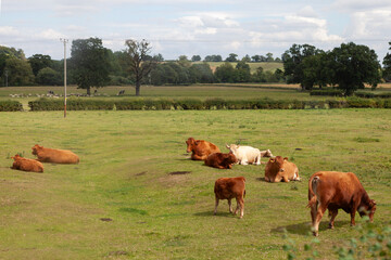 cows grazing in a field in Bidford-on-Avon, Warwickshire, England