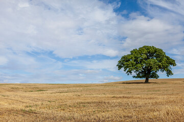 Tree On A Field In Bidford-On-Avon, Warwickshire, England