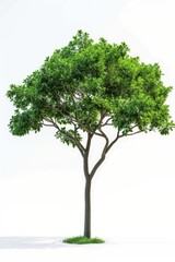 A tree with green leaves against a white background. Perfect for nature-themed designs or illustrations