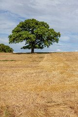 Obraz premium Tree On A Field In Bidford-On-Avon, Warwickshire, England