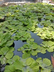 photo of water plants in a green and fresh pond for the background