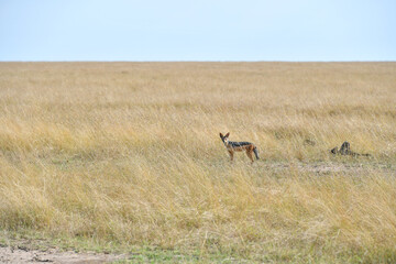 Fototapeta na wymiar jackal in the wild of Africa