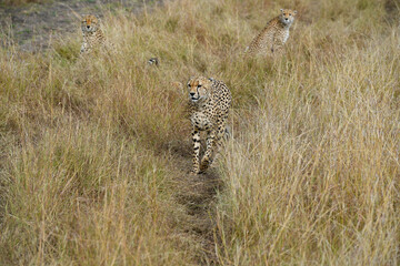 Naklejka premium cheetah in the vast wilderness of Africa