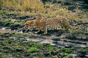 cheetah  in the vast wilderness of Africa © Herbert