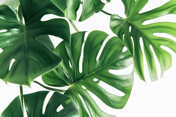 A detailed view of a plant with vibrant green leaves. Ideal for nature-themed designs and botanical projects