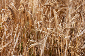 Golden Wheat Field, Bidford-On-Avon, Warwickshire, England