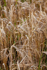 field of wheat in Bidford-on-Avon, Warwickshire, England