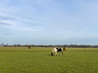 Horses and Piebald ponies grazing at sunset in Port Meadow, Oxford