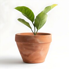 Simple terracotta pot with a green leafy plant on a white background. perfect for minimalistic design. ideal for eco-friendly concepts. AI