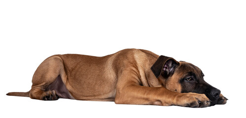 Handsome Boerboel / Malinois crossbreed dog, laying down side ways. Head down, looking ahead with mesmerizing light eyes. Isolated cutout on transparent background.