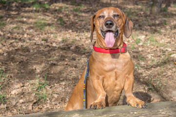 Brown puppy dachshund with red collar walking in the park and enjoying the autumn fall weather