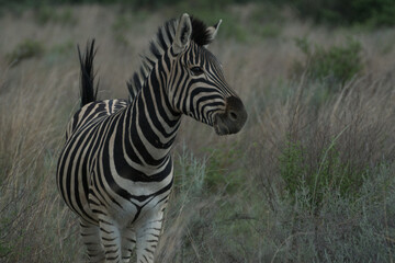 zebra in the savannah