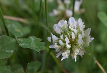 Tête isolée de fleurs de trèfle blanc (Trifolium repens) en gros plan dans la nature.