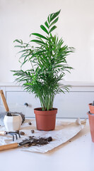 Repotting chamaedorea palm plant at home. Houseplant hobby