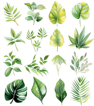 Fototapeta Collection of green watercolor foliage plants clipart on white background. Botanical spring summer leaves illustration. Suitable for wedding invitations, greeting cards, frames and bouquets.