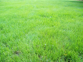 Obraz na płótnie Canvas Green background, green fresh grass, grass carpet, garden, park, spring, summer