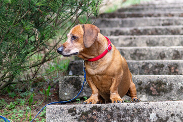 Brown puppy dachshund with red collar walking in the park and enjoying the autumn fall weather