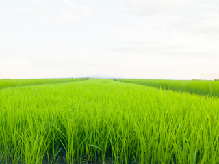 Summer landscape with green rice plants blue sky and clouds in rural environments.