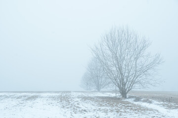 Misty foggy winter landscape