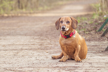 brown puppy dachshund playing in the park with ball and stick