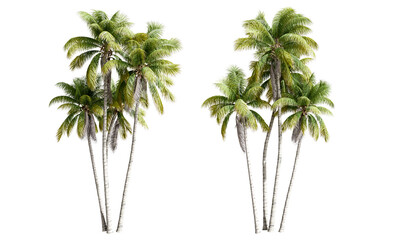 Isolated coconut tree on white © Buffstock
