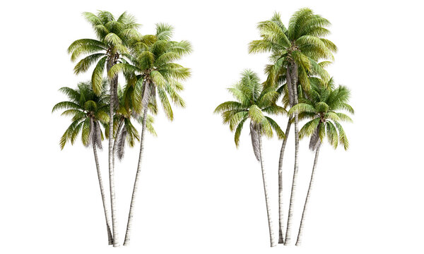 Isolated coconut tree on white