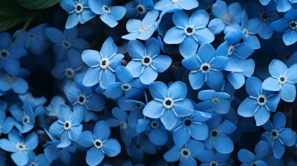 Deurstickers Forget me not flowers blue close up filled frame © Bella