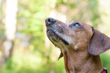 brown puppy dachshund playing in the park with ball and stick