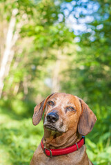 brown puppy dachshund playing in the park with ball and stick