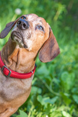 brown puppy dachshund playing in the park with ball and stick