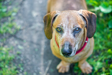 brown puppy dachshund playing in the park with ball and stick