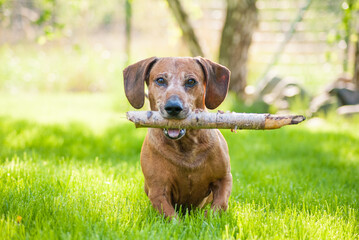 brown puppy dachshund playing in the park with ball and stick